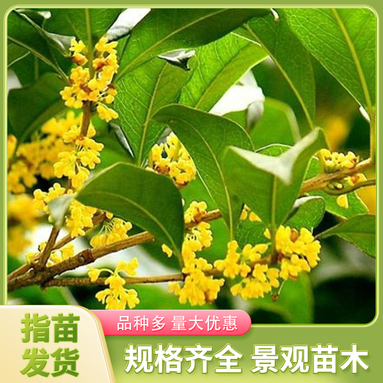 绿化金桂花