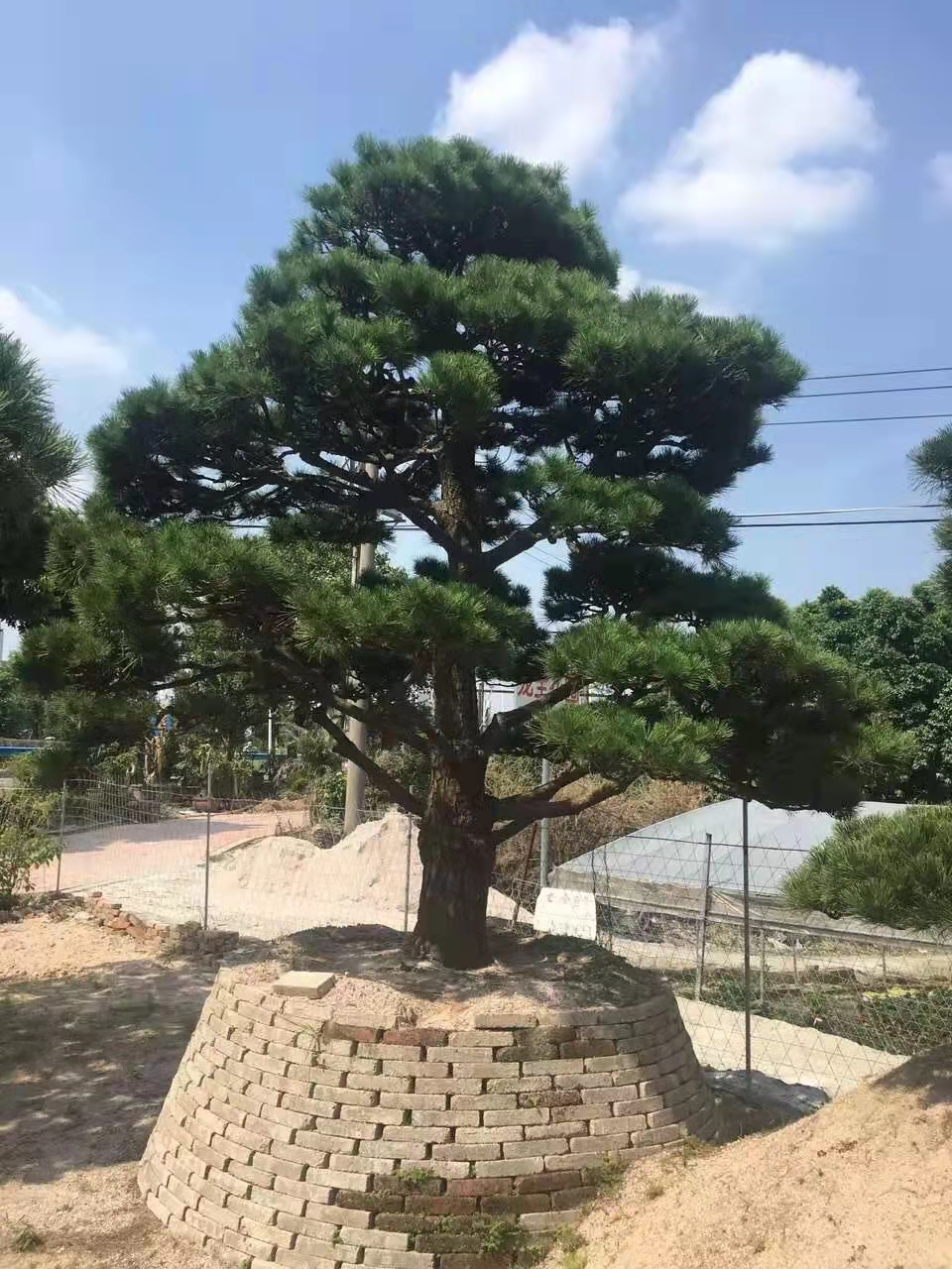 晟亿宏园林,造型罗汉松盆景,露天种植,庭院别墅标配,厂家直售