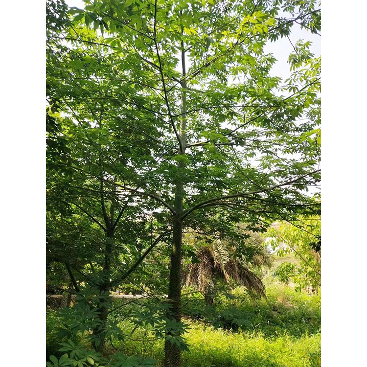 大腹木棉,美人树,美丽异木棉,庭院公园园林绿化庭荫树