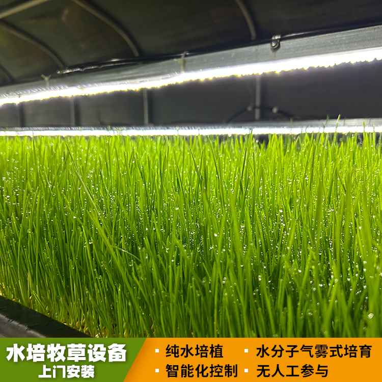 立体式水培牧草种植架 现代牛羊青储饲料 睿创农牧