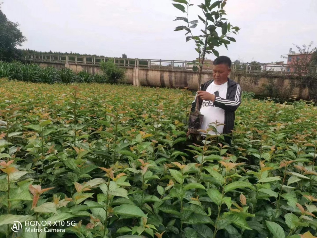 玛瑙红樱桃