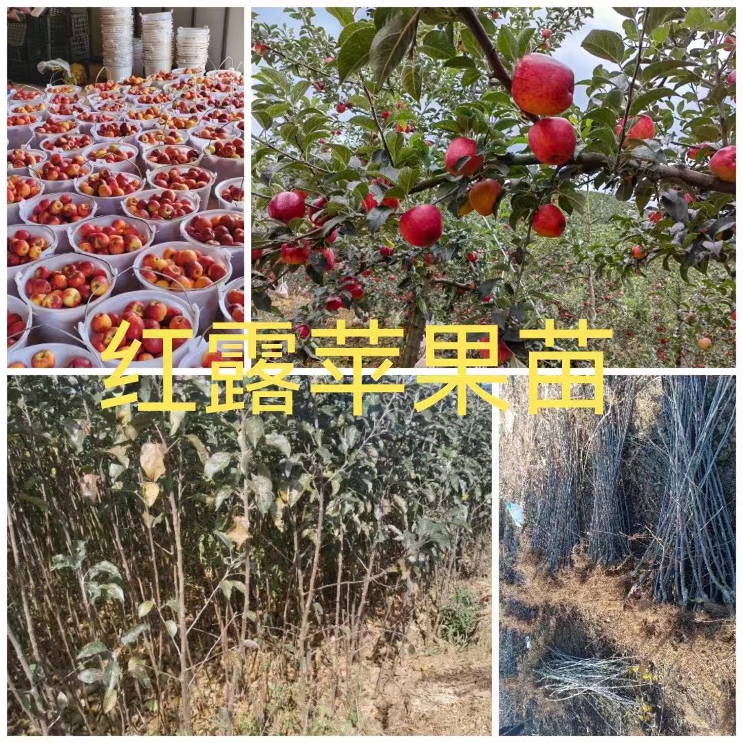 红露苹果苗