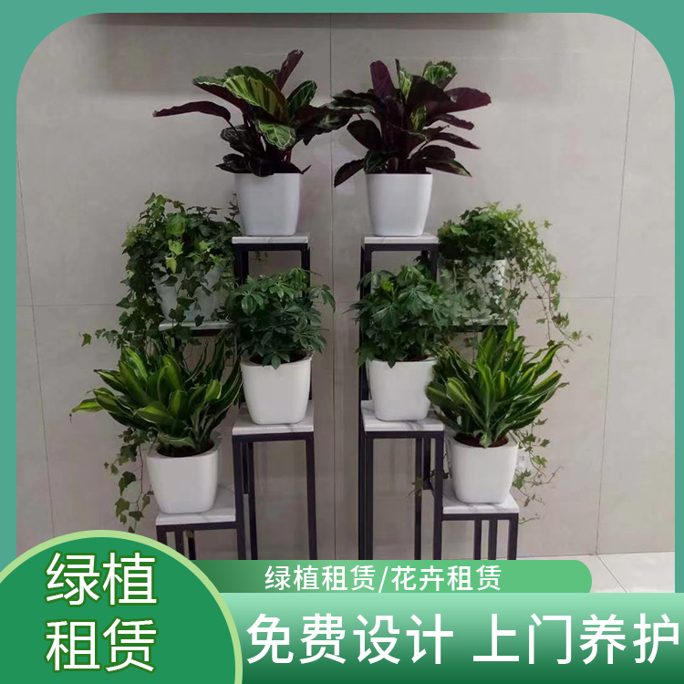 绿植租赁公司 酒店办公单位花卉租赁可提供设计方案