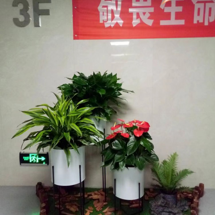 北京绿锦缘园艺花卉案例