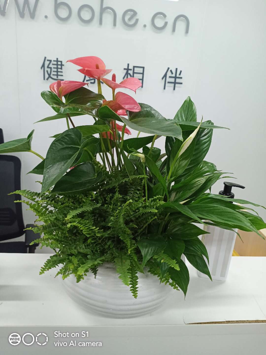 北京绿植花卉租赁服务 北京绿锦缘园艺有限公司