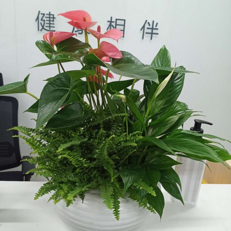 北京绿植花卉租赁服务 北京绿锦缘园艺有限公司