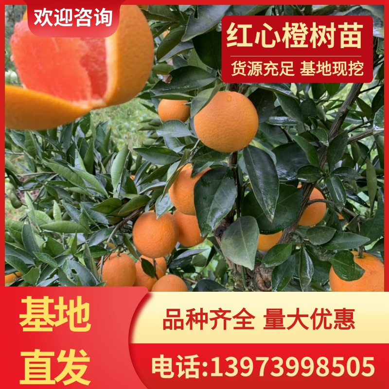 红心橙树苗