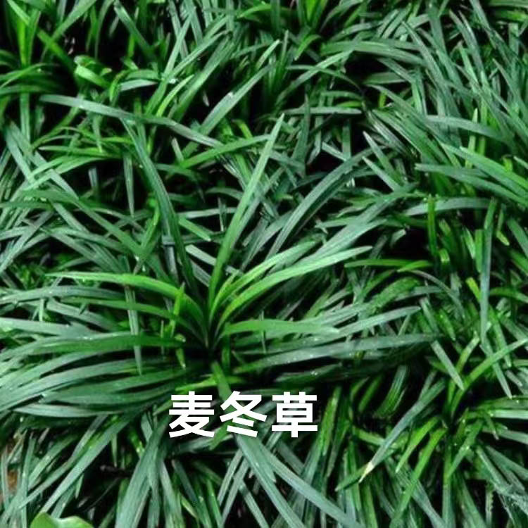 麦冬草