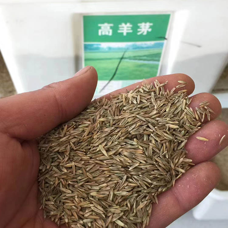 高羊茅