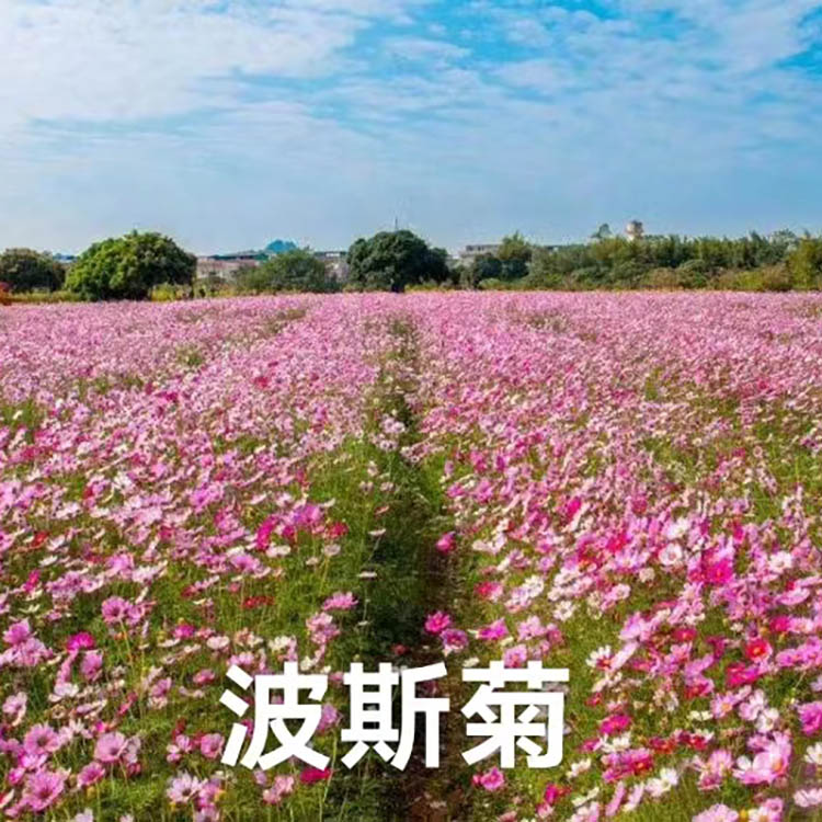 波斯菊