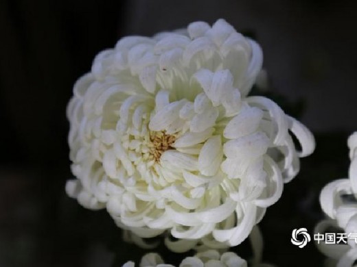 兰州菊 花深秋怒放 繁花似锦姿态各异