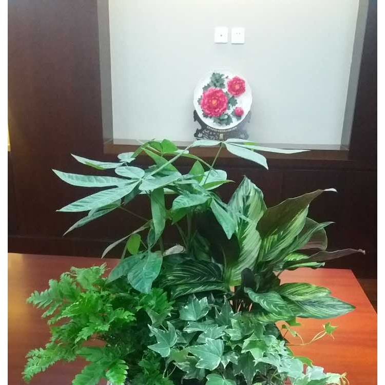 北京花卉绿植租赁租摆服务公司