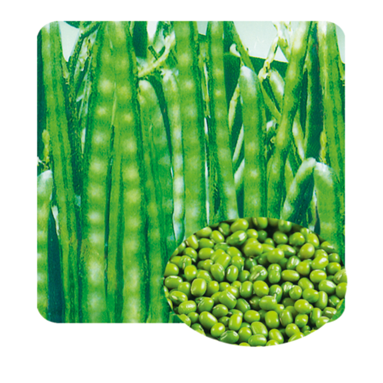 沈绿六
