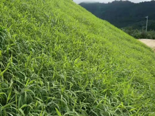 狗尾草的种植用途和生长过程