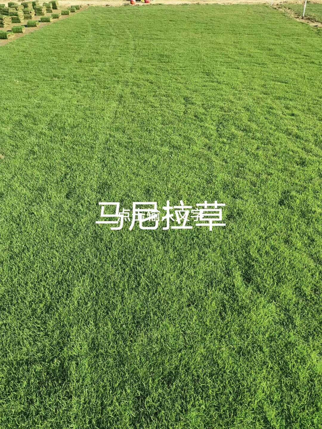 基地供应园林绿化草坪,马尼拉草,马尼拉草皮