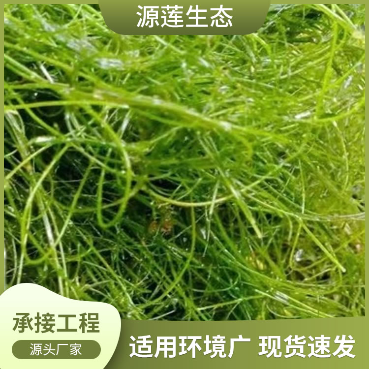 蓖齿眼子菜 湿地公园用 水生植物基地 水体绿化工程