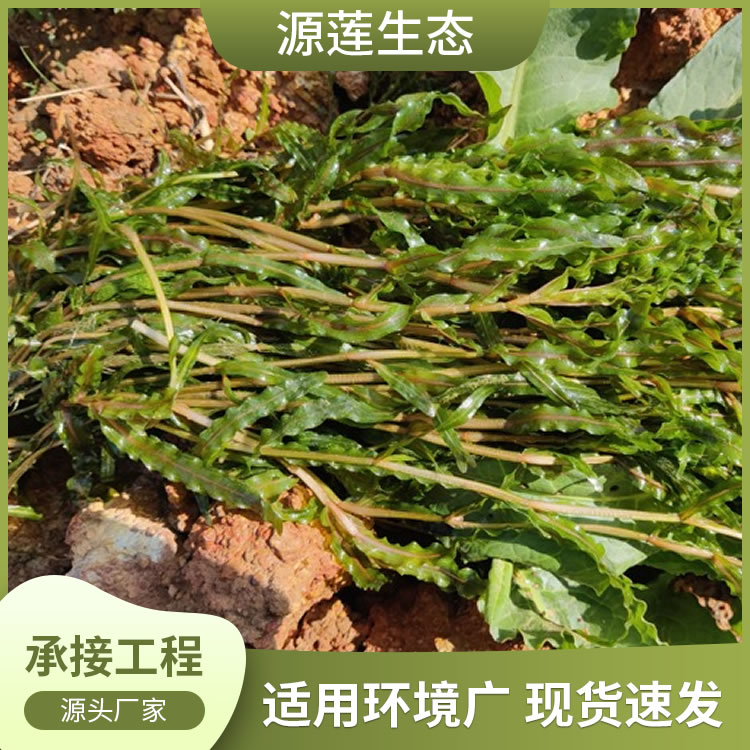 麦黄草 菹草 眼子菜科 多年生沉水草本植物