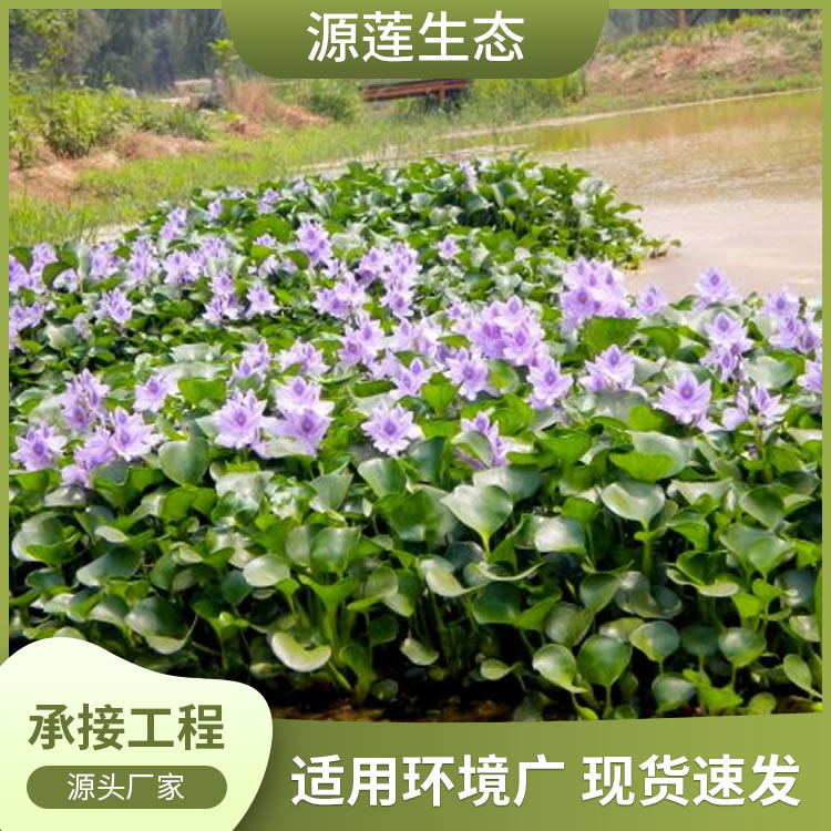 基地批发水生水培植物 水葫芦 凤眼莲 量优水养植物