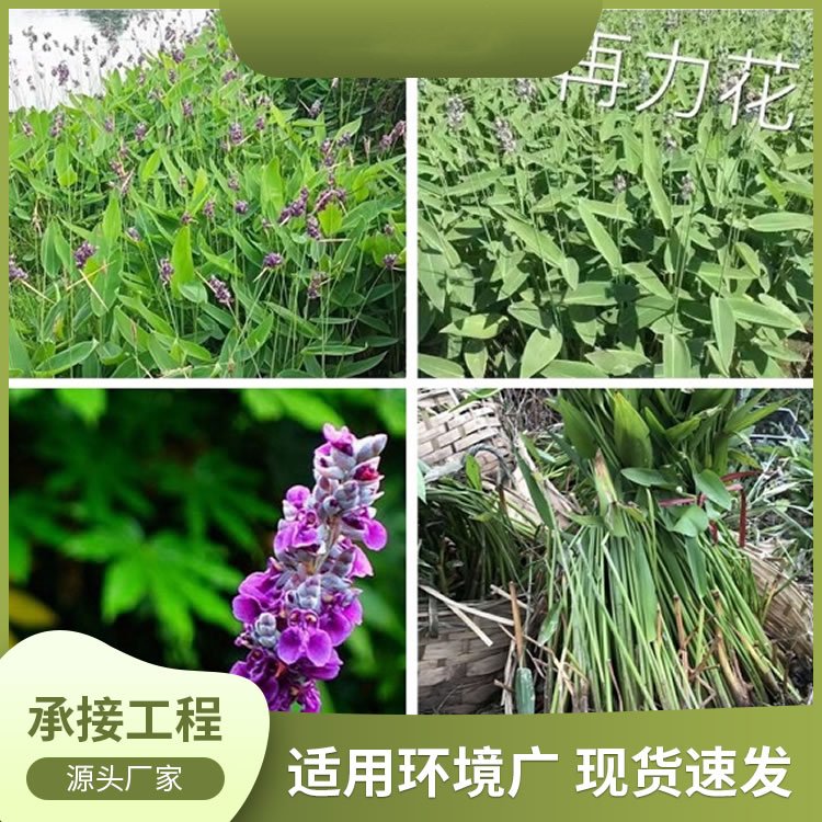 再力花 多年生挺水草本植物 叶卵状披针形 浅灰蓝色