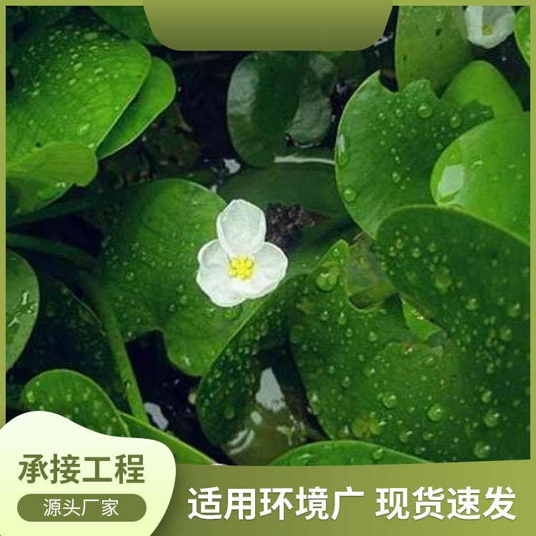 水鳖 净化水质 水生绿化造景栽植 湿地池塘河道治理栽植苗