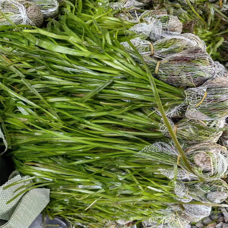 水生植物基地 矮生苦草 净化水质 沉水植物 绿美水生