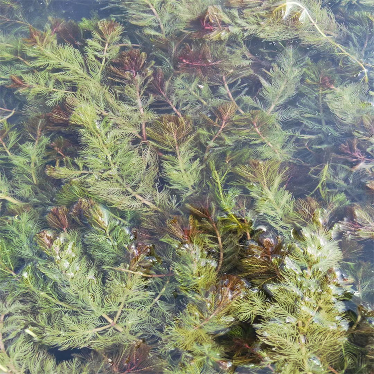 水生植物基地 穗花狐尾藻 净化水质 沉水植物 绿美水生