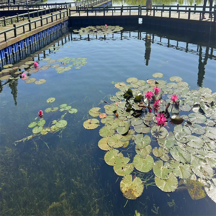 水生植物睡莲 适合湿地河道公园池塘种植 莲花苗
