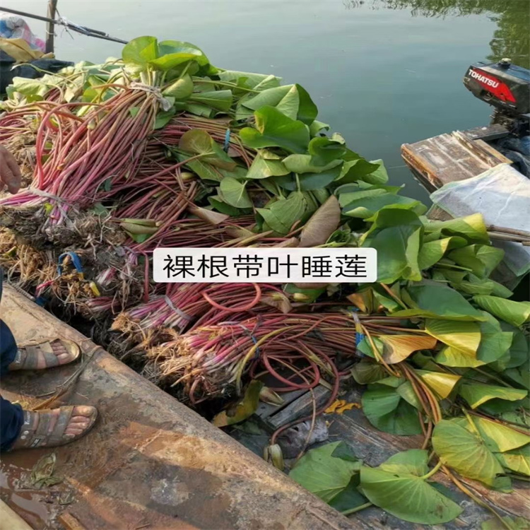 精品耐寒根块水生植物 睡莲种苗品种齐全观赏水生花卉