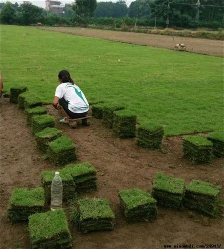 广西真草皮基地直销 量大从优