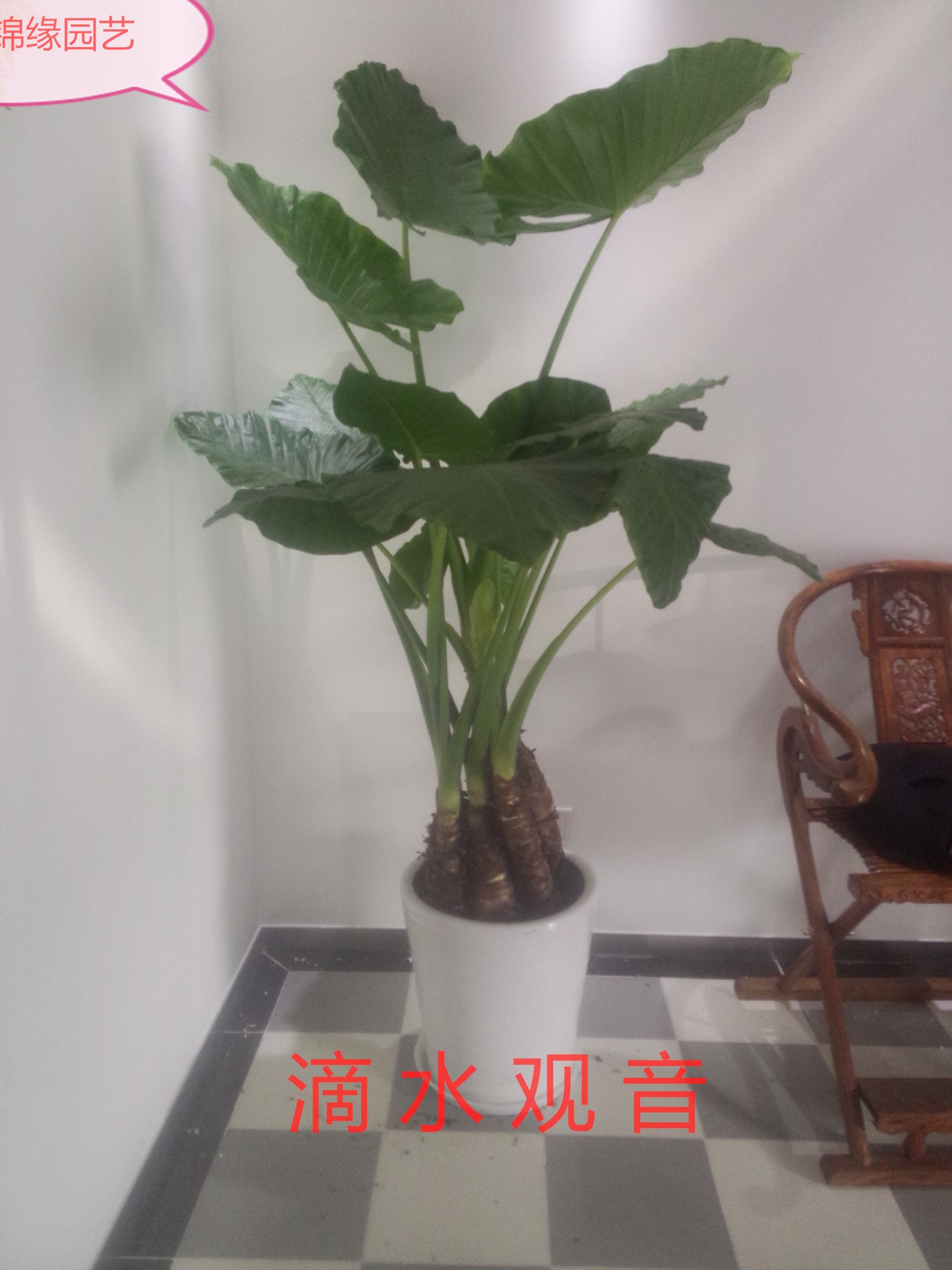 崇文花卉绿植租摆 崇文花卉绿植出租北京绿锦缘园艺