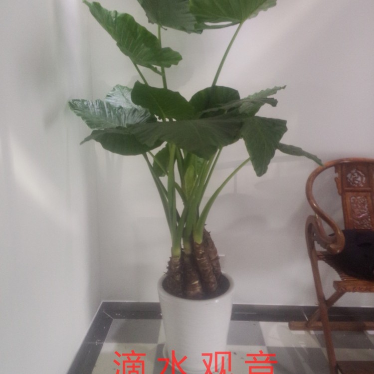 崇文花卉绿植租摆 崇文花卉绿植出租北京绿锦缘园艺