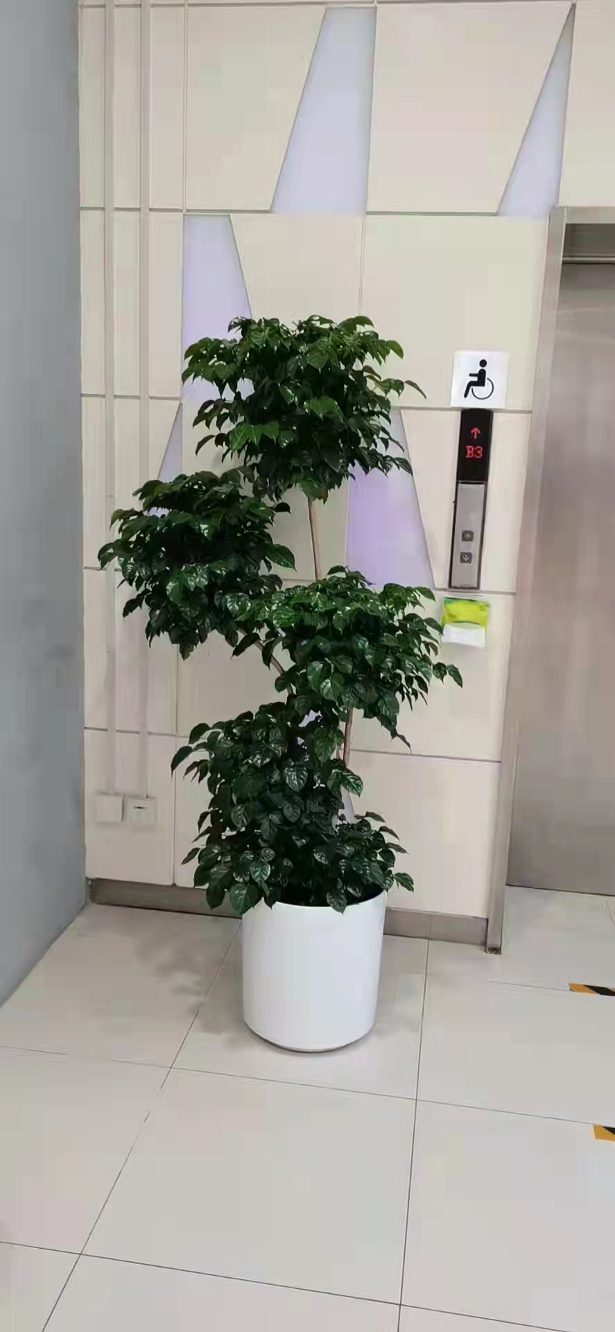 金融街花卉绿植租摆租赁出租