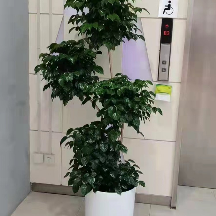 金融街花卉绿植租摆租赁出租