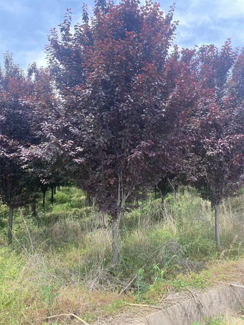 陕西红叶李种植基地