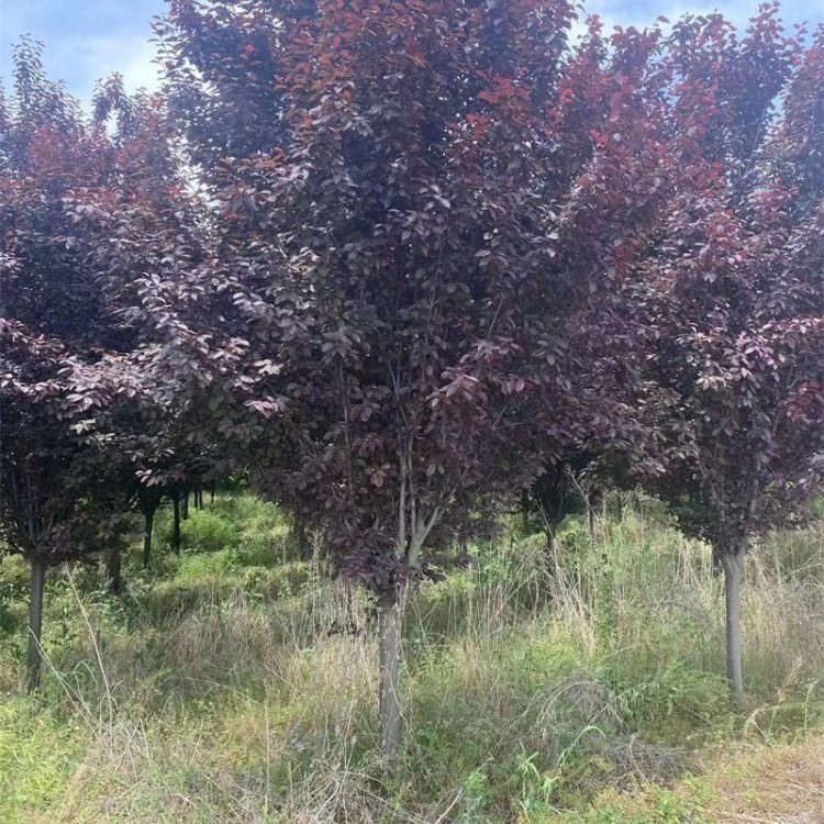 陕西红叶李种植基地