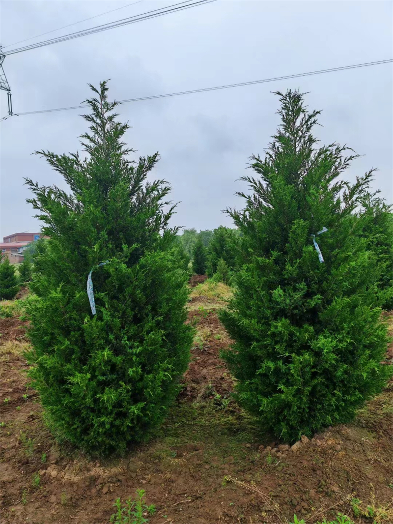 陕西塔柏种植基地