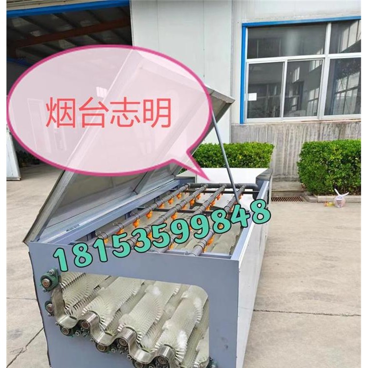新疆自动化新款甜瓜清洗分选机厂家现货
