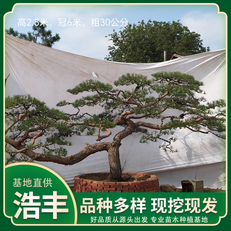 发货迅速公园庭院景区学校用大型造型油松