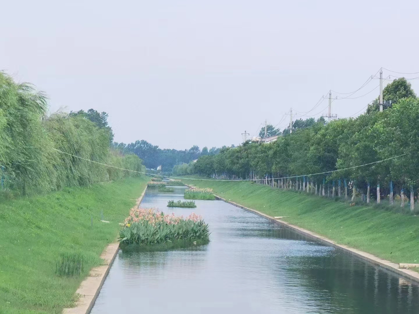 沉水植物