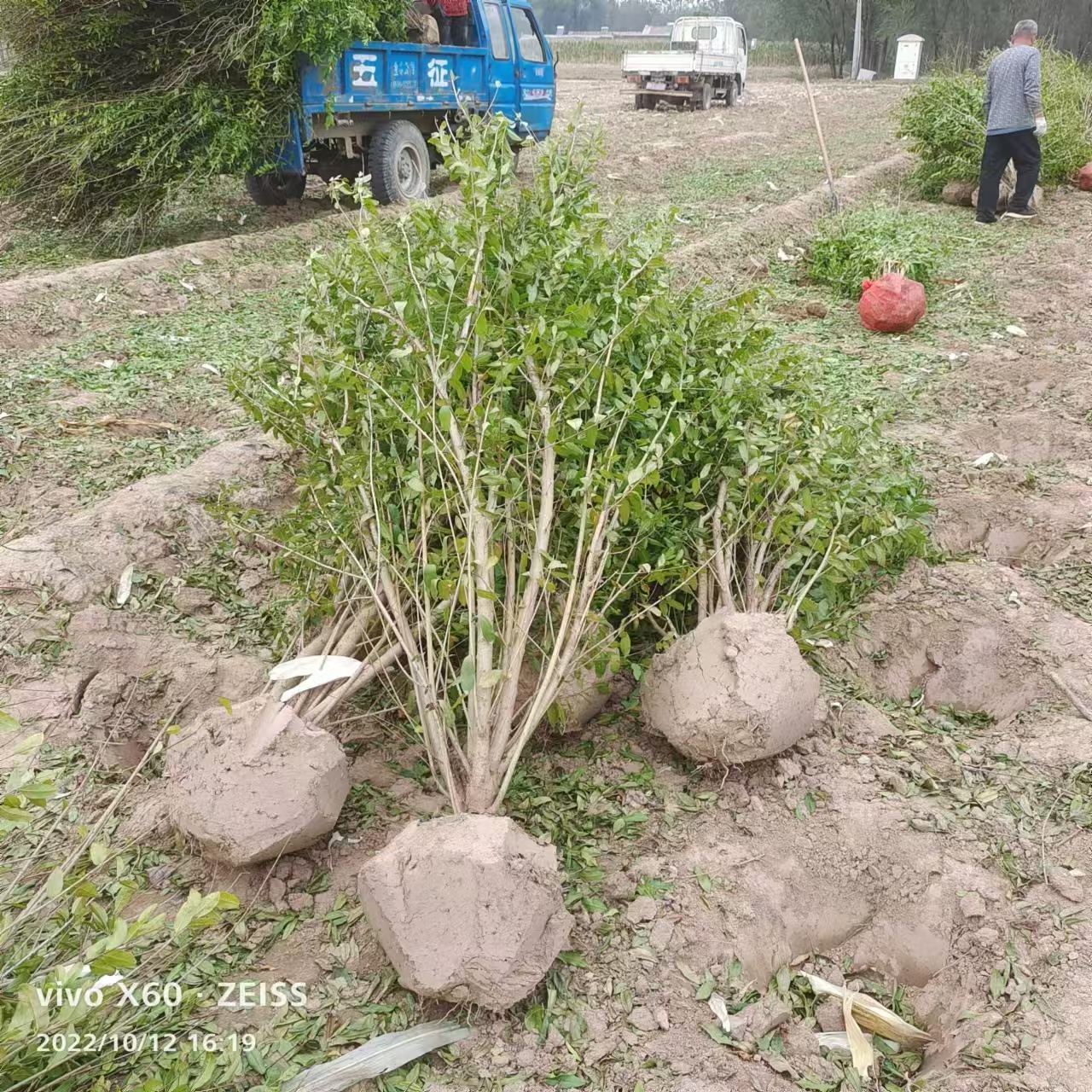 绿化石榴苗  林润石榴基地大量苗木供应