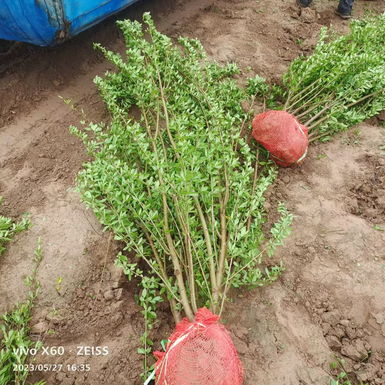 绿化石榴苗 林润石榴基地大量苗木供应