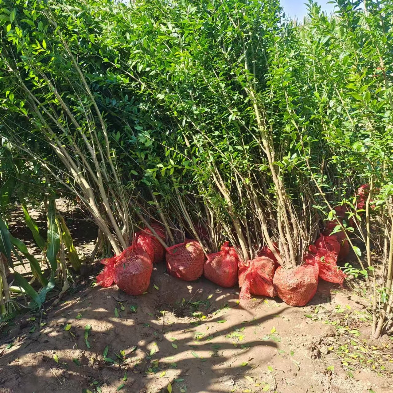 绿化石榴苗 林润石榴基地大量苗木供应