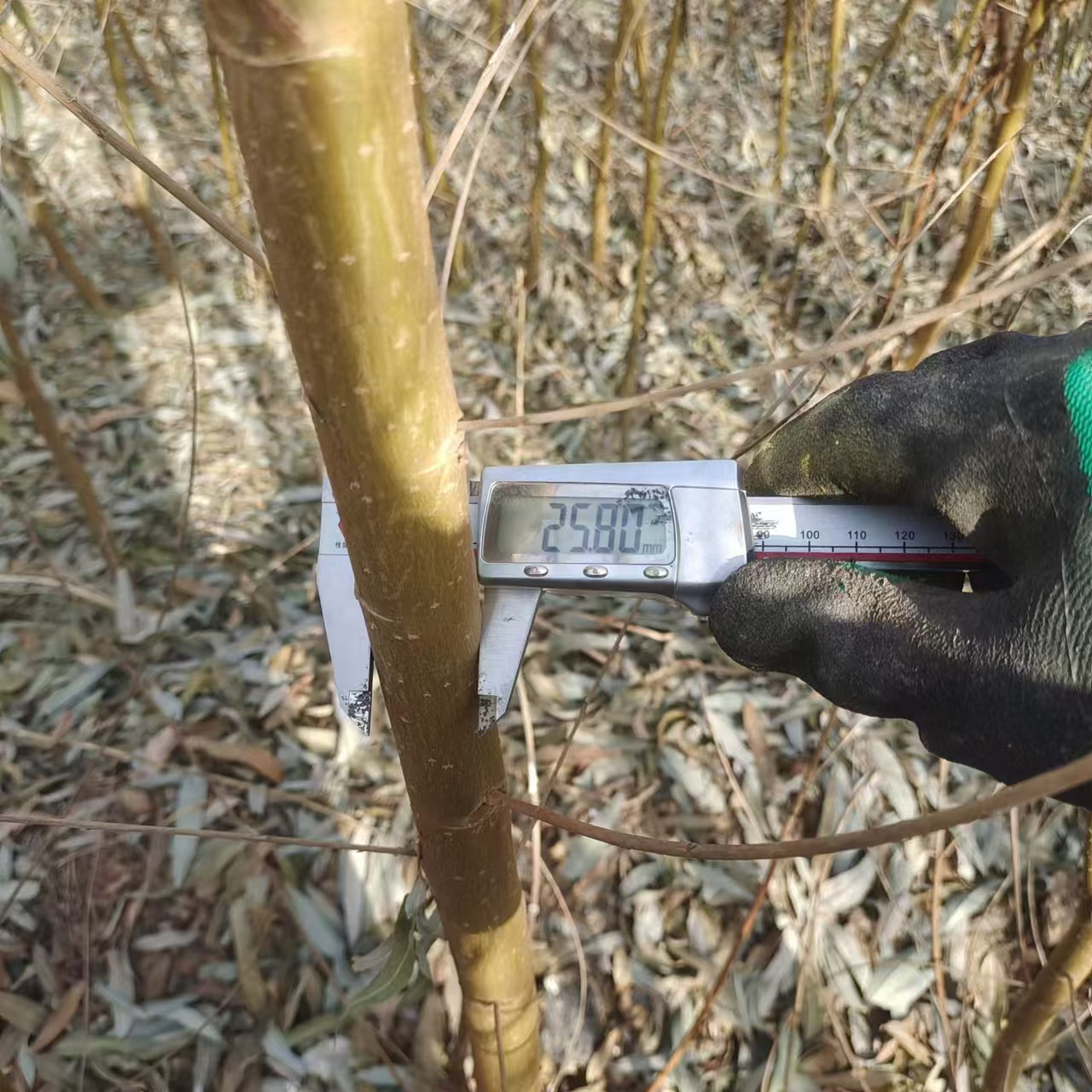 柳树苗,柳树苗 速生柳 林润柳树苗种植基地 美国竹柳苗