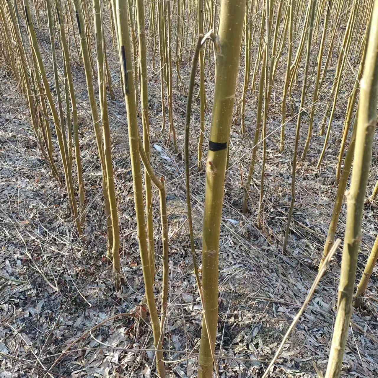 速生柳 林润柳树苗种植基地 美国竹柳苗 绿化柳树苗木