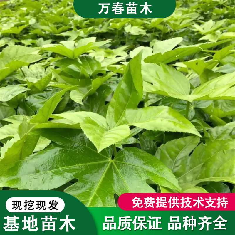 八角金盘小苗 种植基地 园林工程景观绿化苗 规格齐全