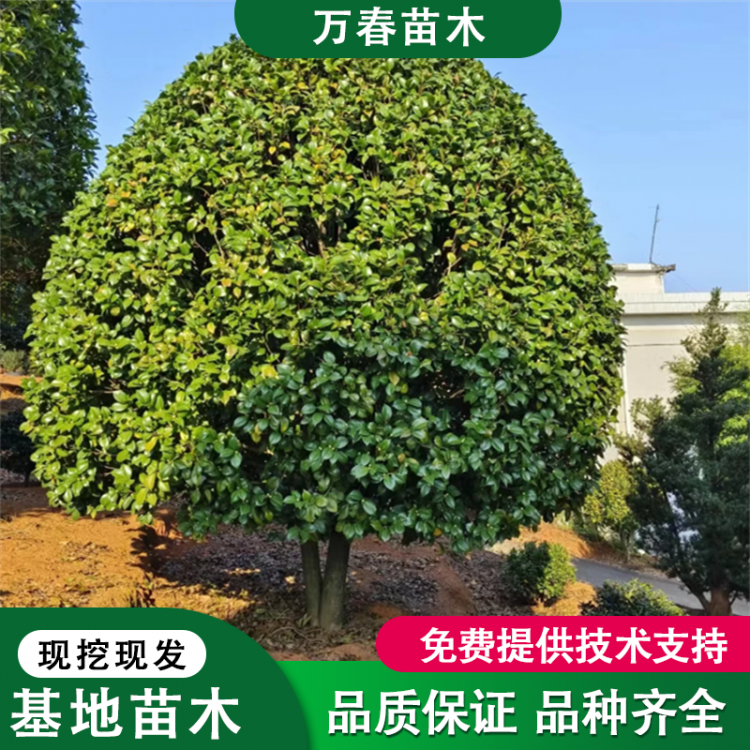 精品茶花苗 灌木茶花球 万春苗木基地直供 绿化工程苗