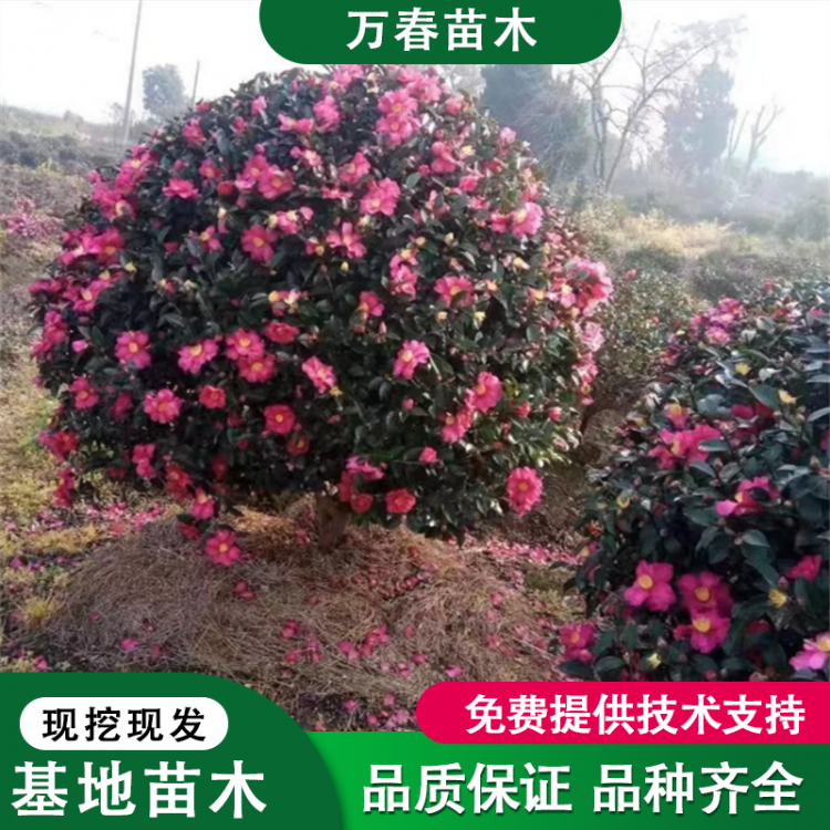 茶梅小苗 茶梅杯苗 庭院观赏花卉