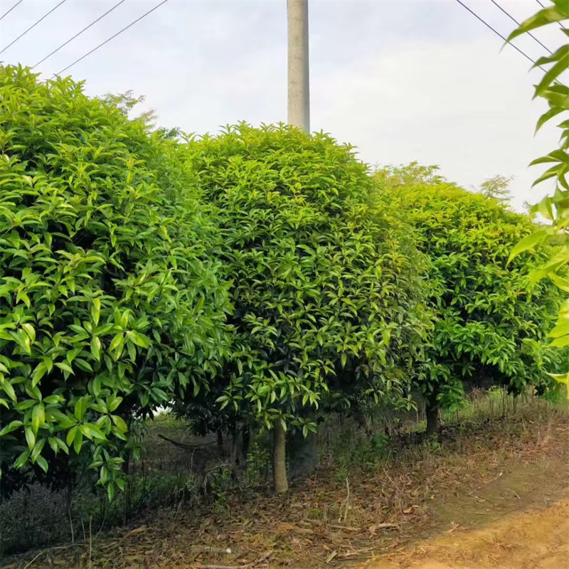 丹桂产地 桂花树产地