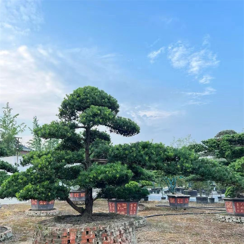 基地直供 造型罗汉松 别墅庭院风景树