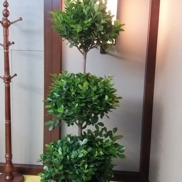 北京花卉绿植批发零售，北京花卉绿植租赁租摆出租